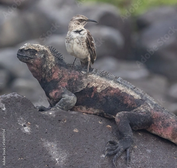 Obraz Christmas Marine Iguana with Mockingbird