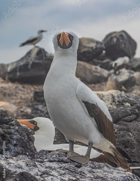 Obraz Nazca Booby