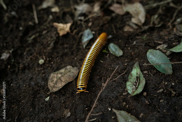 Obraz Milpies Amarillo 