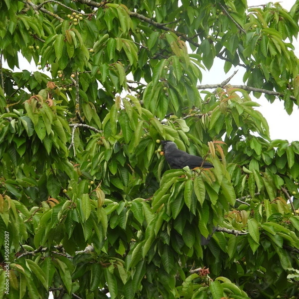 Obraz choucas des tours