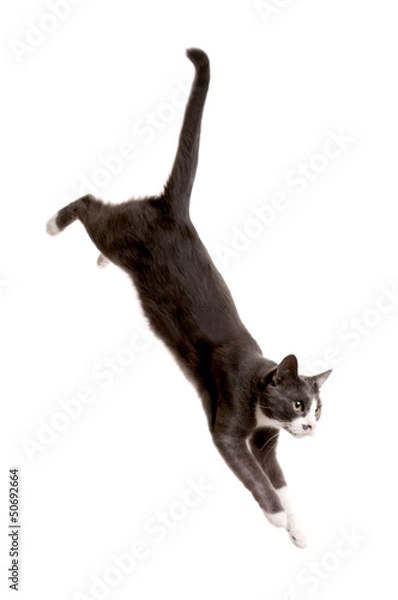 Obraz Gray Cat Serie, jumping Cat