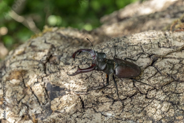 Fototapeta Male lucane skite (Lucanus cervus) on dead wood in forest.