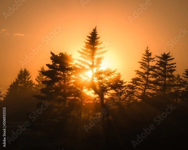 Obraz sunset in the trees