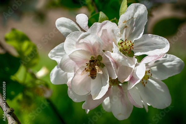 Fototapeta Nektarzeit...