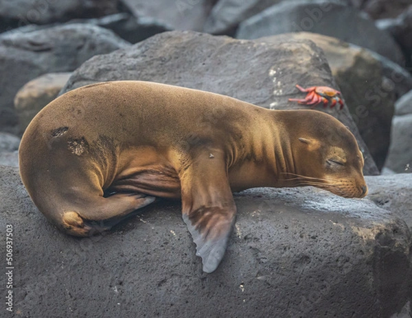 Obraz Sea lion and Sally lightfoot crab in the Galapagos