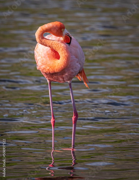 Obraz flamingo in the Galapagos