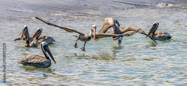 Obraz pelicans on the beach