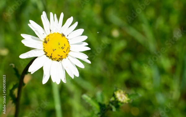 Fototapeta Margerite