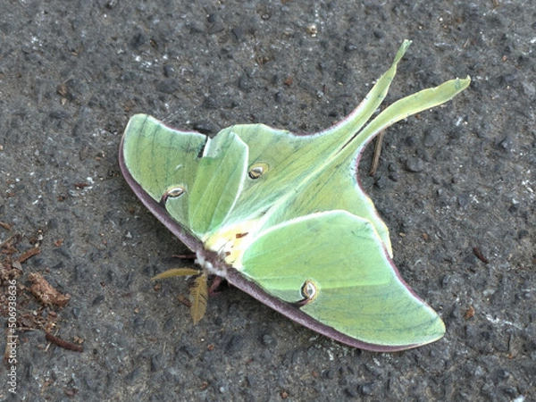 Obraz Luna Moth