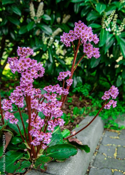 Obraz Small purple flowers. Close-up. spring bloom