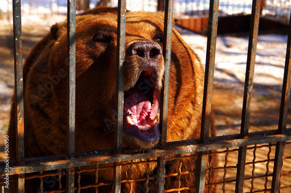 Fototapeta bear in cage