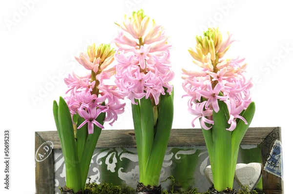 Fototapeta hyazinthen 45