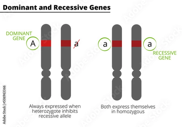 Obraz Difference Between Homozygous and Heterozygous. Dominant and recessive genes. Genotype. Vector illustration.
