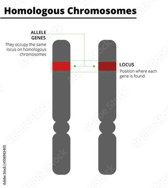 Obraz Homologous chromosomes, with allele genes on the same locus. Vector illustration.