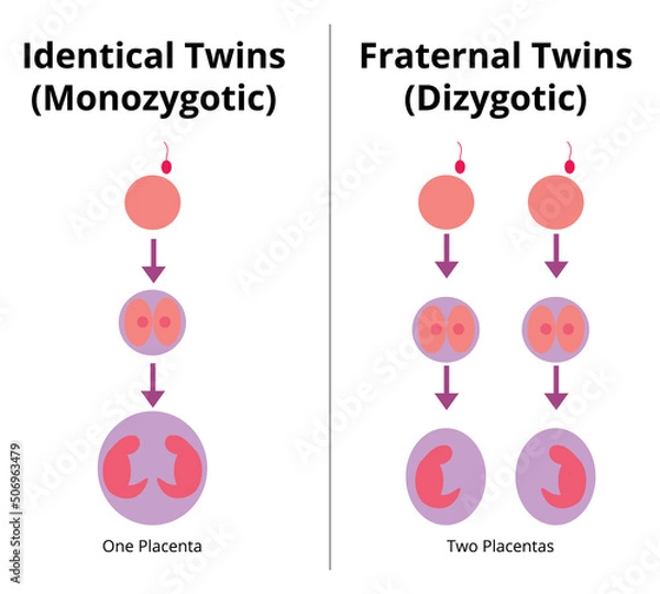 Obraz Difference between identical and fraternal twins. Monozygotic and dizygotic twins. Vector illustration.