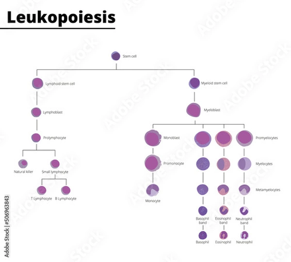 Obraz Leukopoiesis differentiation of blood cell infographic stem cell derived blood cells leukocytes. Vector illustration.