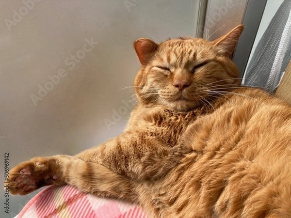 Fototapeta 窓辺で昼寝するネコ