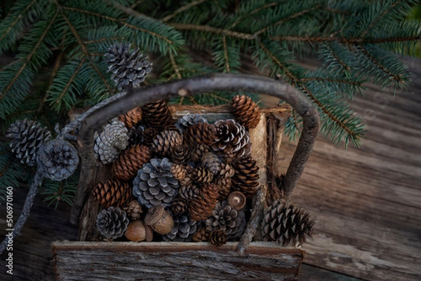 Fototapeta  Bark basket with different cones among spruce branches. natural composition.
