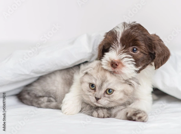 Fototapeta A small puppy of the Yorkshire terrier breed in black and white is hugging a gray Scottish breed kitten under a blanket on a bed at home. Puppy and kitten on the bed lying together