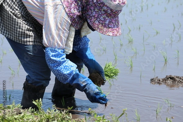 Fototapeta 田植え作業をしている女性　水田　農業