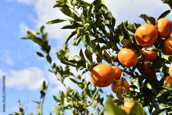 Fototapeta 제주도