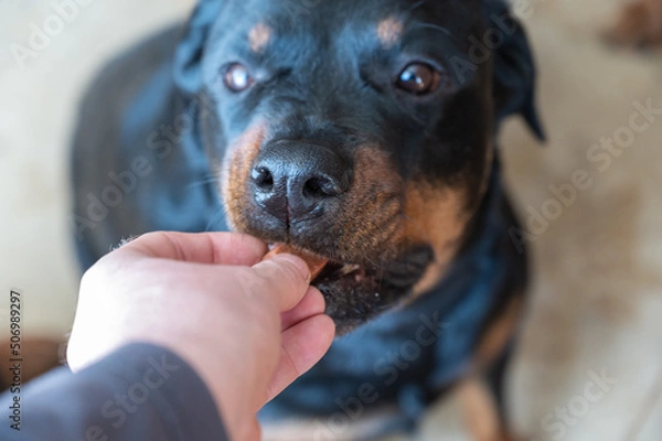 Fototapeta A man feeds a chewable tablet to fleas and ticks to his pet. A veterinary drug for oral use is placed by hand into the open mouth of a female Rottweiler. Close-up. Selective focus.