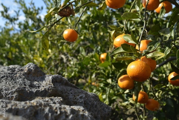 Fototapeta 한국 귤 나무