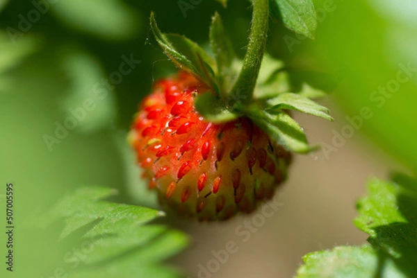 Obraz wild strawberry with forest bacground
