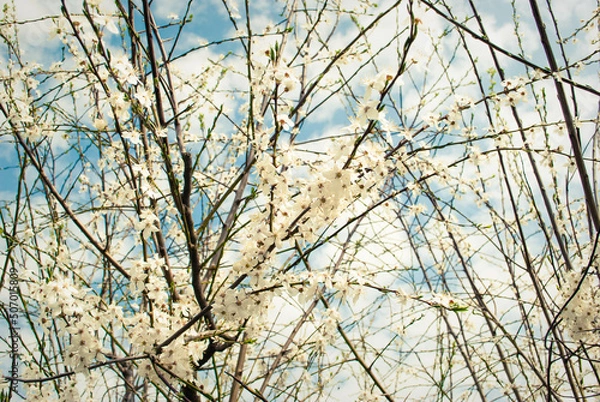 Fototapeta Beautiful white flowers of cherry tree.