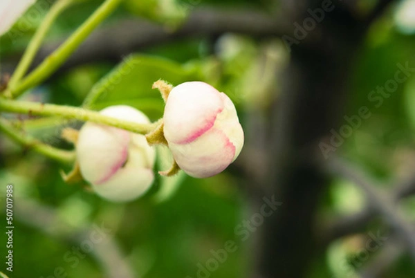 Fototapeta Pink apple flowers, beautiful spring background.