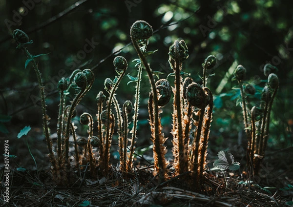 Obraz Young fern shoots coiled in a spiral close-up. The concept of a new life.