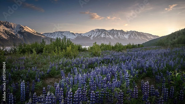 Obraz So many Lupine