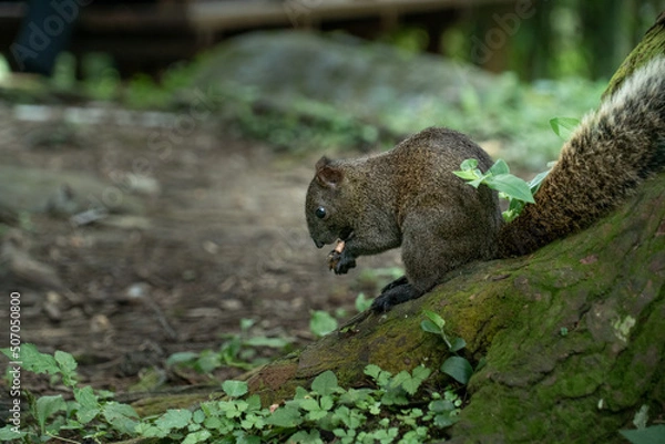 Obraz Squirrel eating under a tree