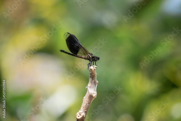 Obraz Dragonfly on a tree branch 