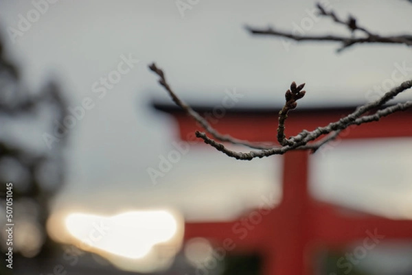 Obraz Tree branches under sunset warm color
