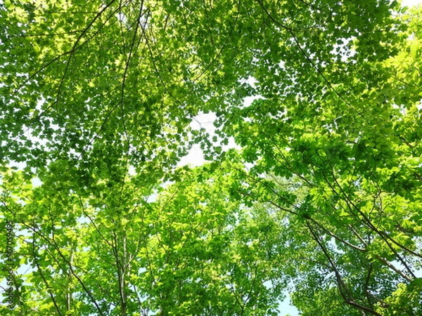 Obraz green leaves background