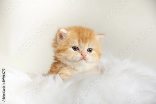 Fototapeta cute fluffy kitten on a fur blanket isolated on a white background