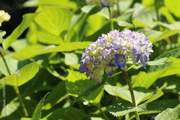 Obraz たくさんの瑞々しい若葉の中、色づき始めて間もない紫陽花の花の右寄りのアップ