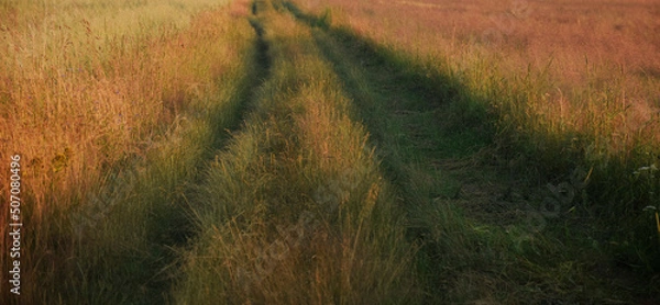 Obraz grass in the field