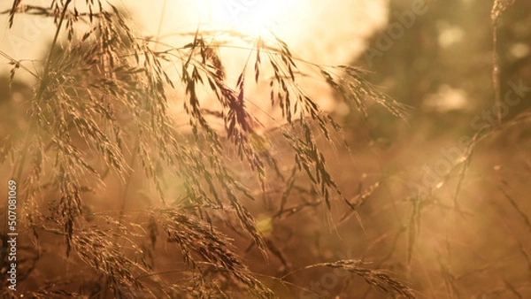 Fototapeta sunset in summer