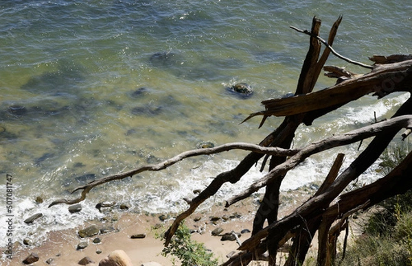 Obraz tree on the beach