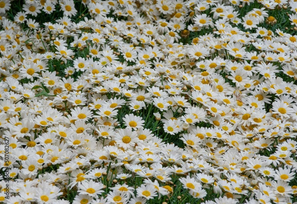 Obraz A close-up of the green meadow and lots of white daisies, season of happiness and flowers