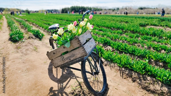 Obraz Vintage Bike at Tulip Farm