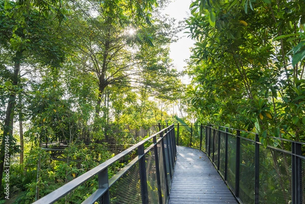 Fototapeta Titiwangsa Range located at the highest point of the Titiwangsa Lake Park, it planted with forest trees, tree ferns, spikemoss and grasses.