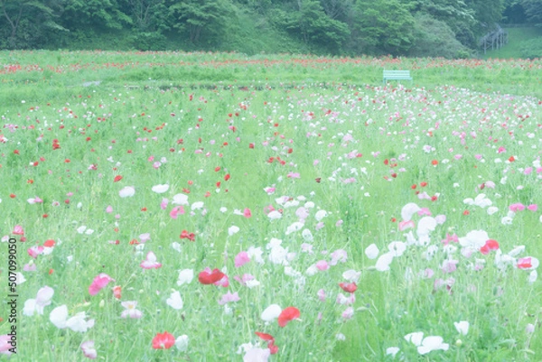 Fototapeta ポピー畑