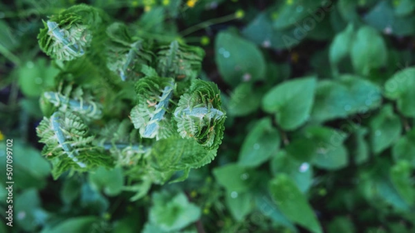 Fototapeta Colorful leaves of unopened fern green foliage natural flower background of fern in sunlight.