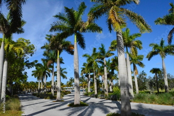 Fototapeta palm trees on the beach