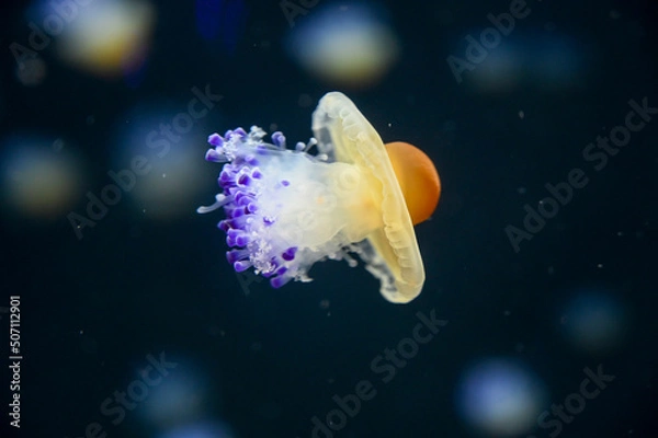 Obraz Fried egg jellyfish also known as egg-yolk jellyfish, Phacellophora camtschatica swimming in Aquarium Jelly fish tank