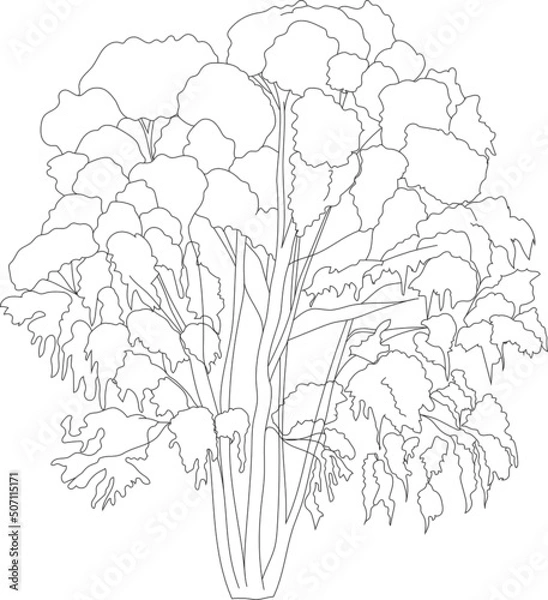 Fototapeta Flat eucalyptus tree vector silhouette.
Line art tree illustration.