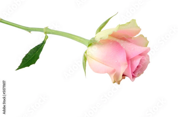 Fototapeta Rose in dew drops